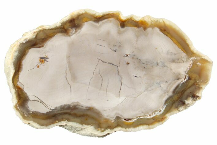 Polished Petrified Wood (Bald Cypress) Slab - Washington #253061